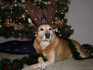 Free Christmas Wallpaper, Zamboni Dog with Antlers