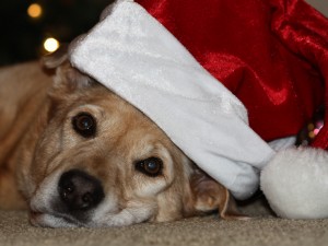 Free Santa Dog Wallpaper