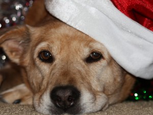 Zamboni - Christmas Dog